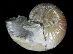 Hoploscaphites Ammonite - South Dakota #22682-1